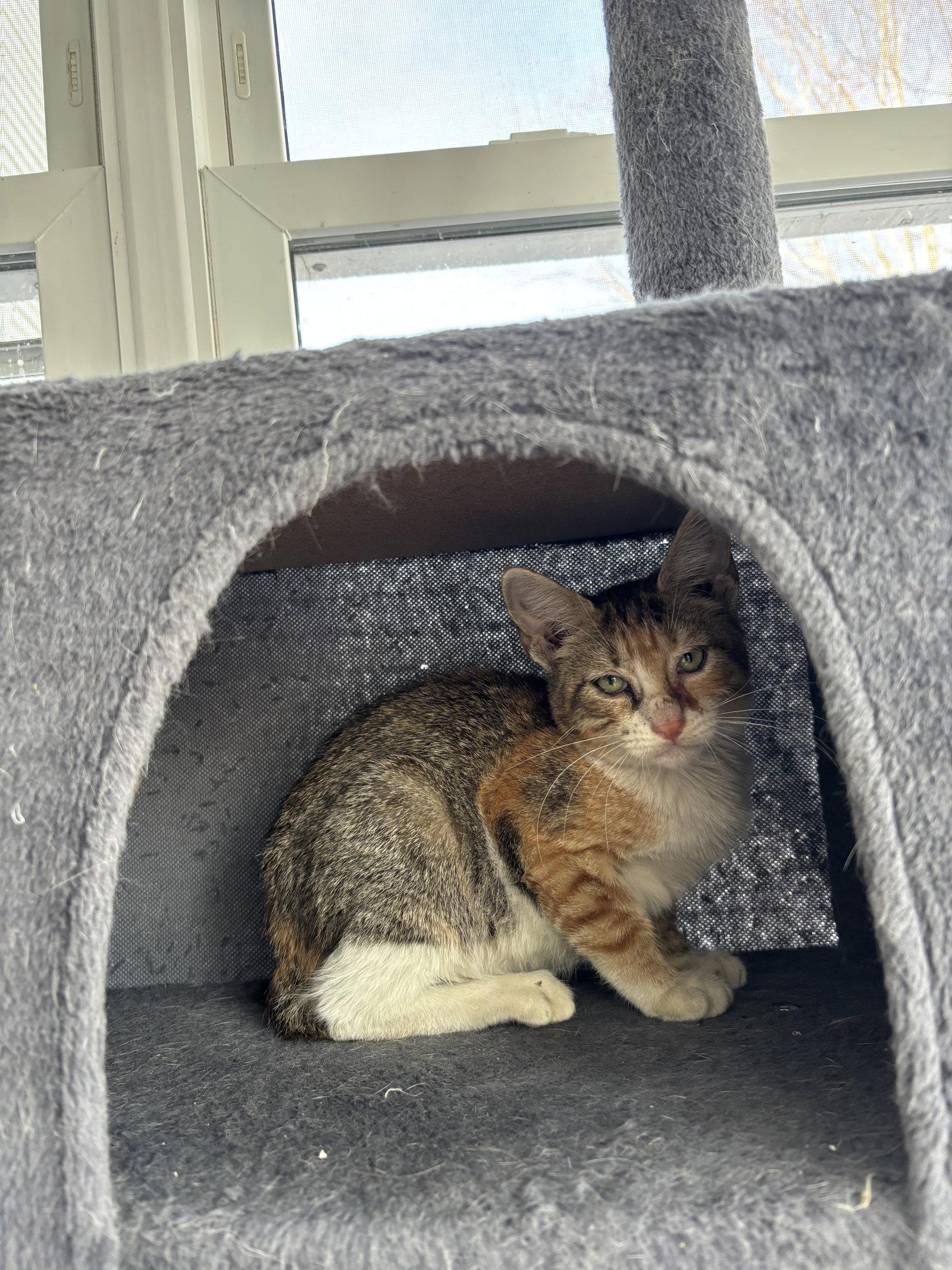 Lulu, Adoptable, Kitten Female Domestic Short Hair & Calico.