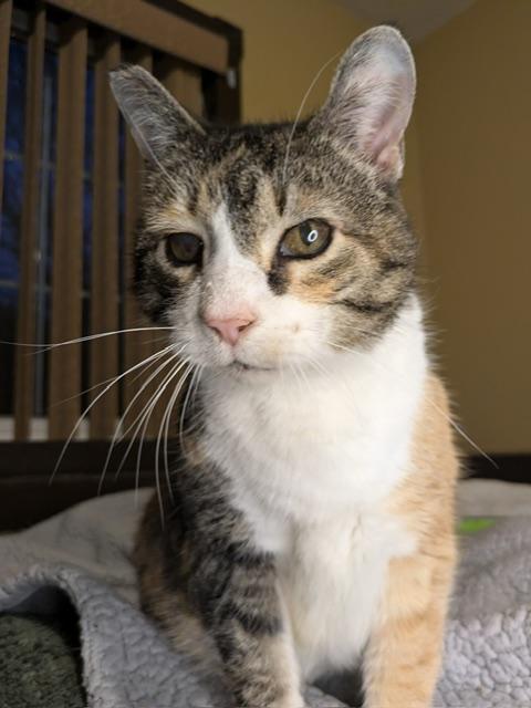 Samantha, Adoptable, Adult Female Calico & Tabby.