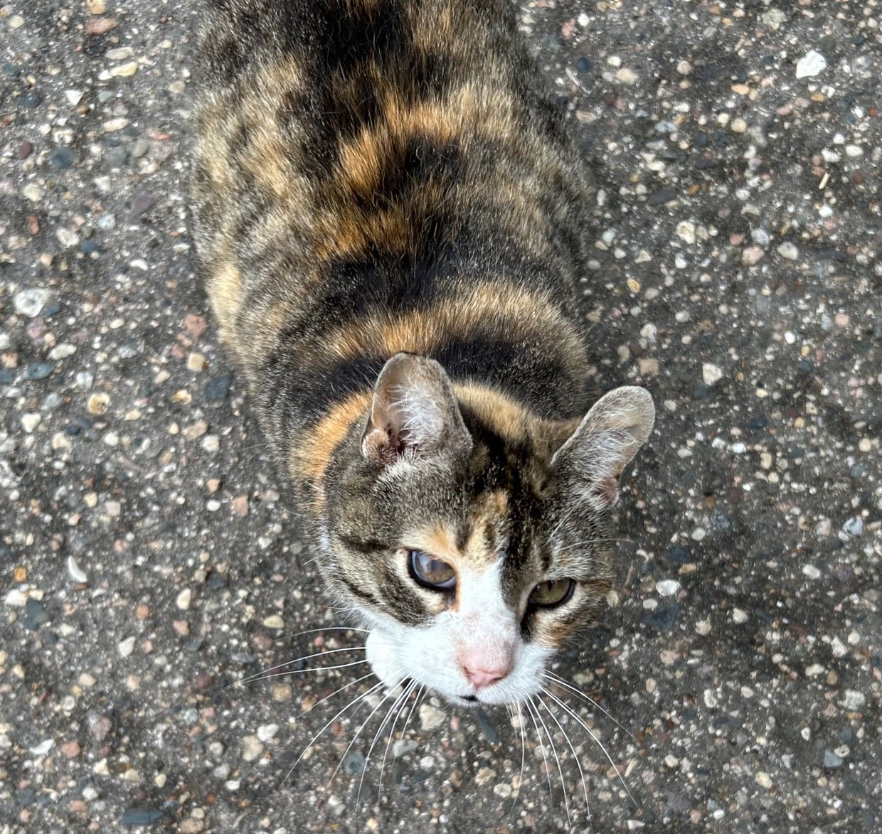 Enlarge Samantha, a Adoptable mixed breed in Shakopee, MN image 4/6