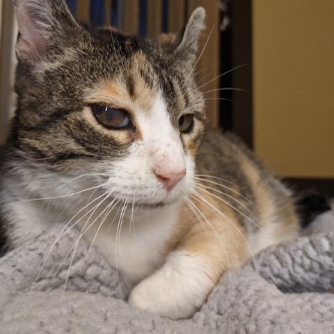 Enlarge Samantha, a Adoptable mixed breed in Shakopee, MN image 6/6