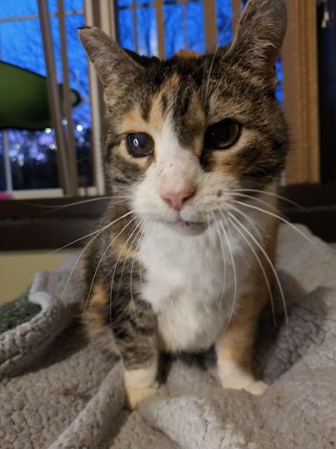 Enlarge Samantha, a Adoptable mixed breed in Shakopee, MN image 2/6