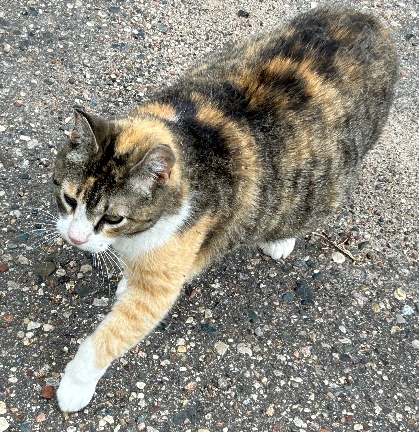 Enlarge Samantha, a Adoptable mixed breed in Shakopee, MN image 5/6