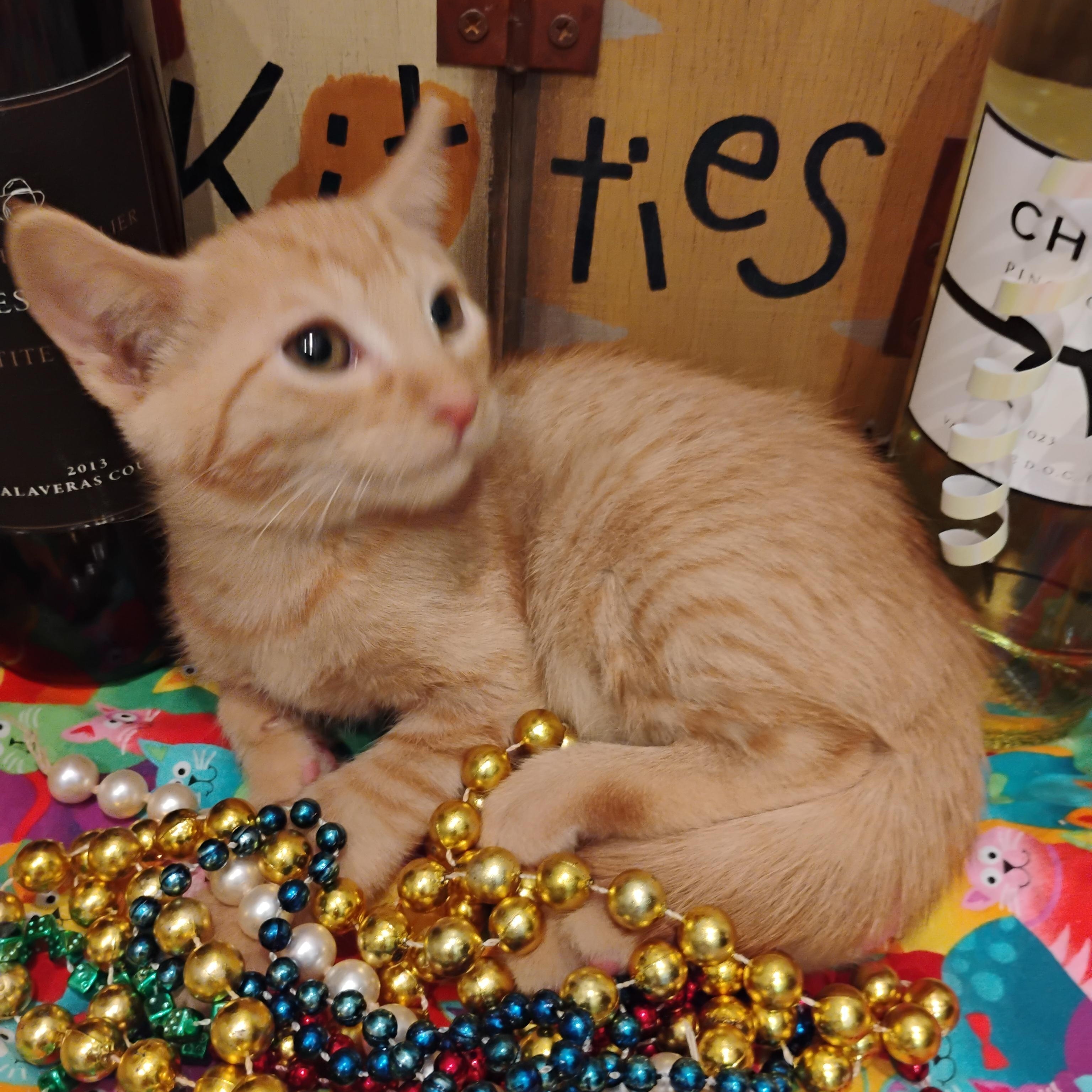 naoki m org 3lb 4 oz kids/cats/dogs, ADOPTABLE, Kitten Male Domestic Short Hair.