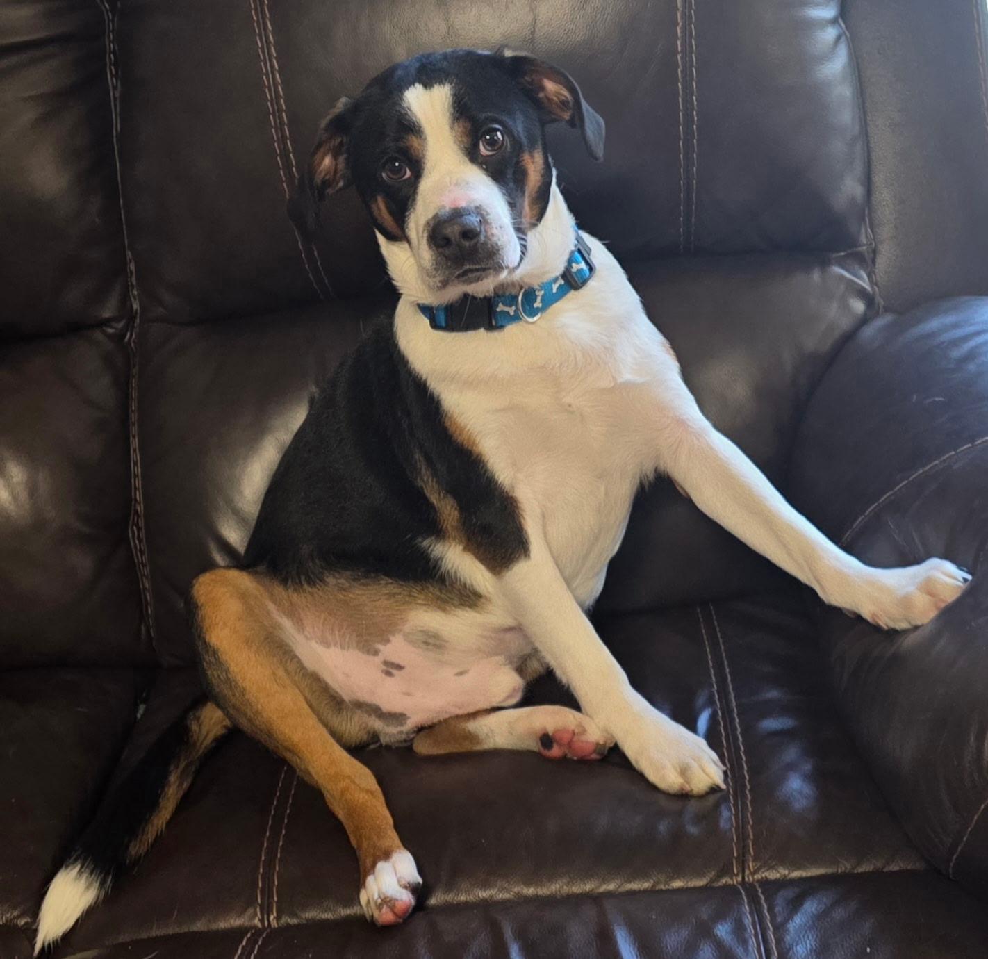 Melvin, ADOPTABLE, Young Male Beagle.