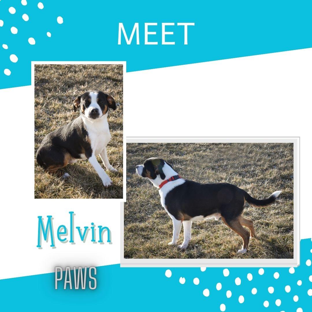 Melvin, adoptable, Young Male Beagle.