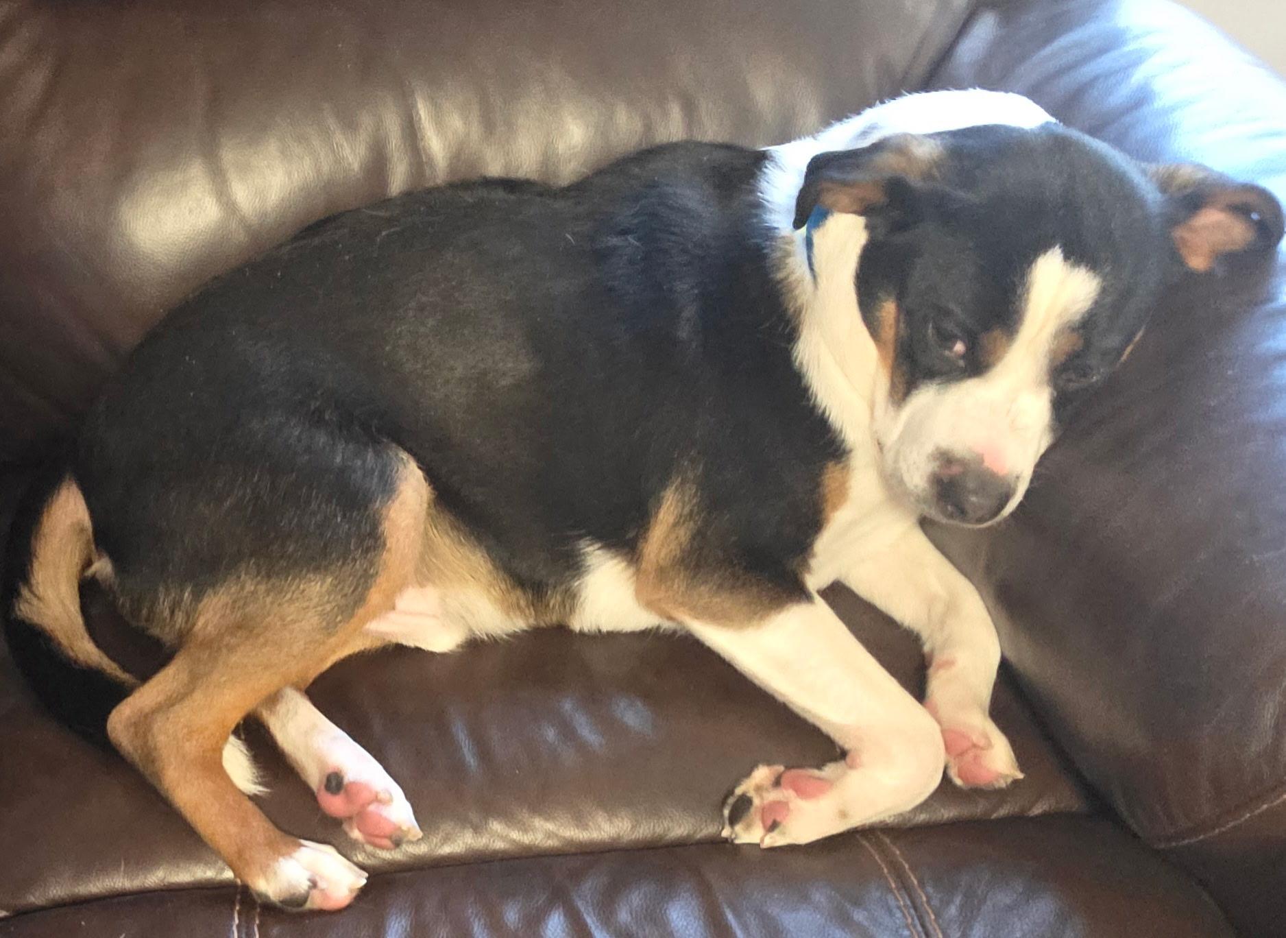 Enlarge Melvin, a ADOPTABLE mixed breed in Jefferson, IA image 2/3