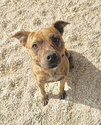 Chi chi, Adoptable, Adult Female Pit Bull Terrier & Mixed Breed.