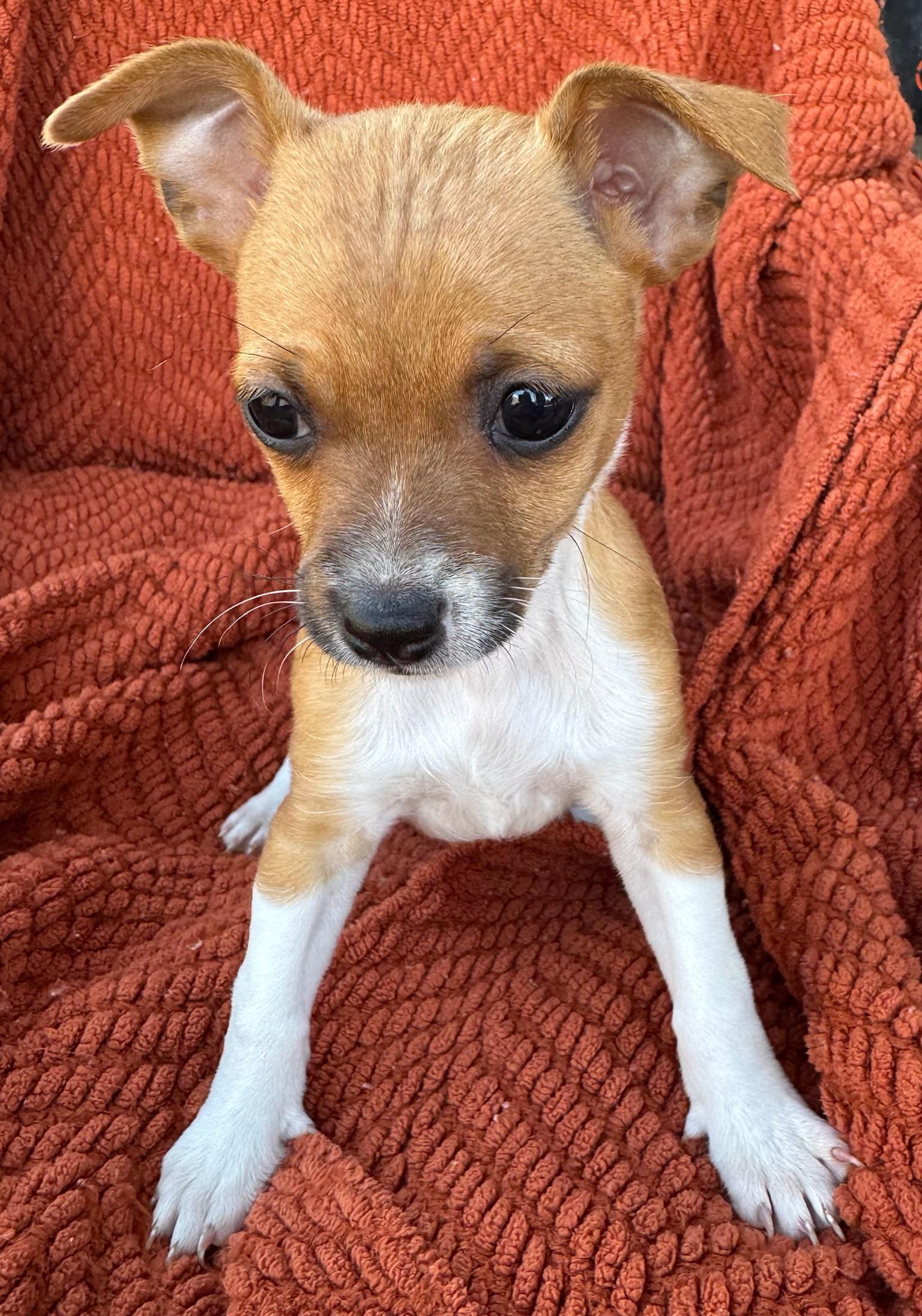 Enlarge Glinda, a Adoptable mixed breed in Quakertown , PA image 2/6