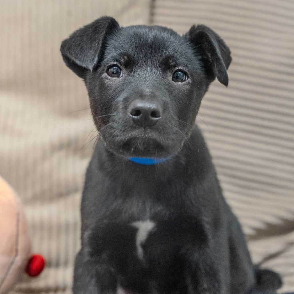Nut, Adoptable, Puppy Male Black Labrador Retriever & Mixed Breed.