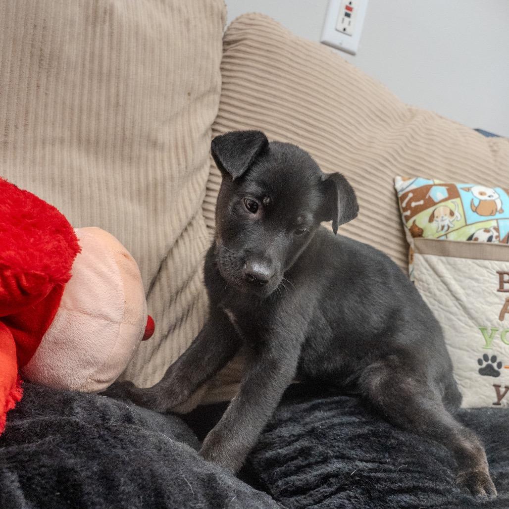 Nut, a Adoptable mixed breed in Pawling, NY image 3/6