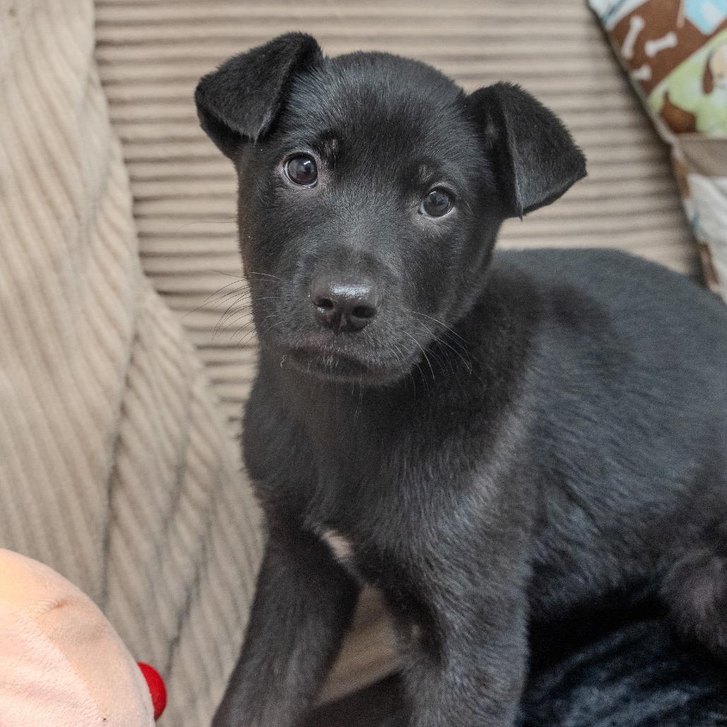 Nut, a Adoptable mixed breed in Pawling, NY image 4/6