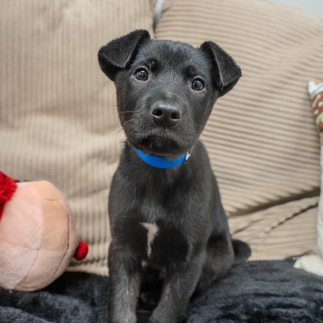 Nut, a Adoptable mixed breed in Pawling, NY image 6/6