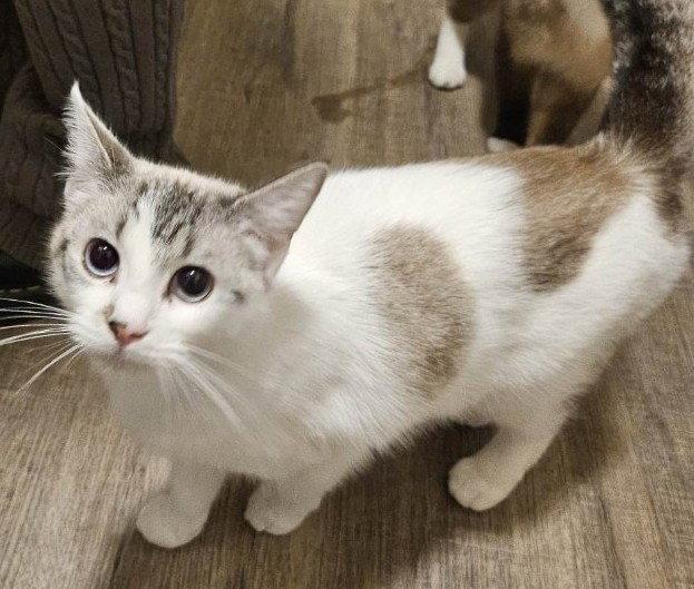 Enlarge Cream, a Adopted Tabby in Seal Beach, CA image 2/2