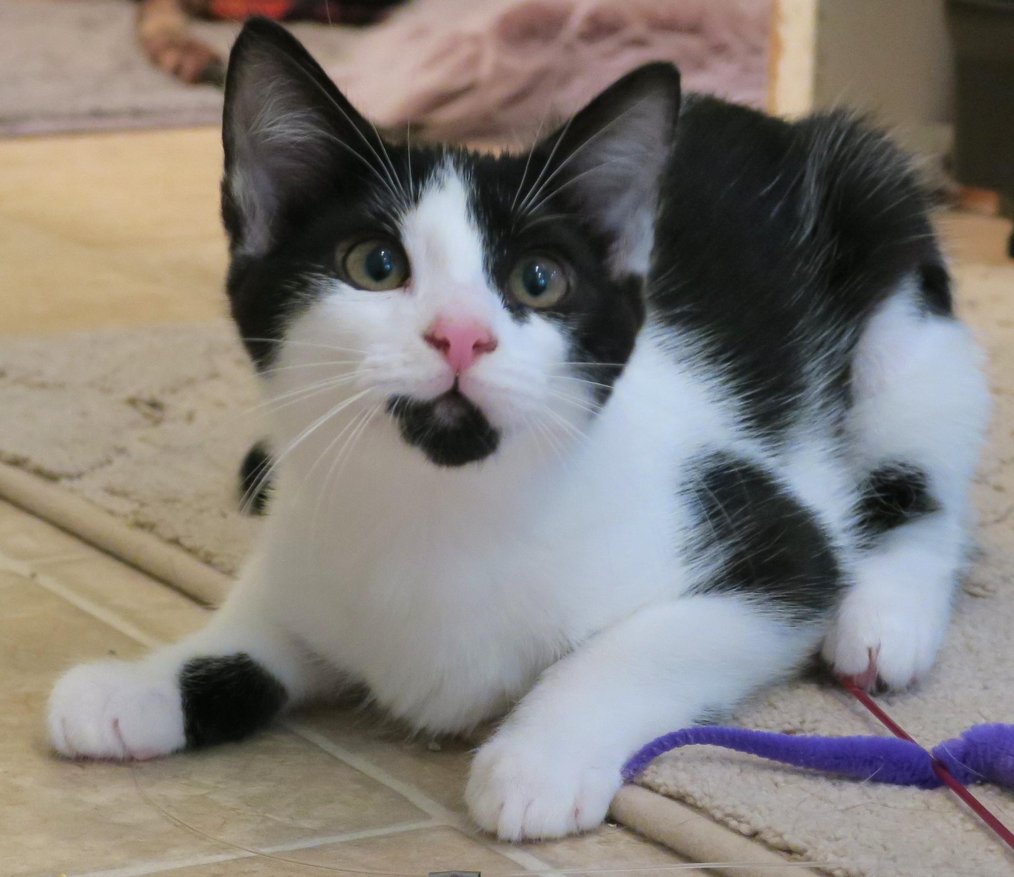 Little Miss Sunshine, ADOPTABLE, Kitten Female American Shorthair & Tuxedo.