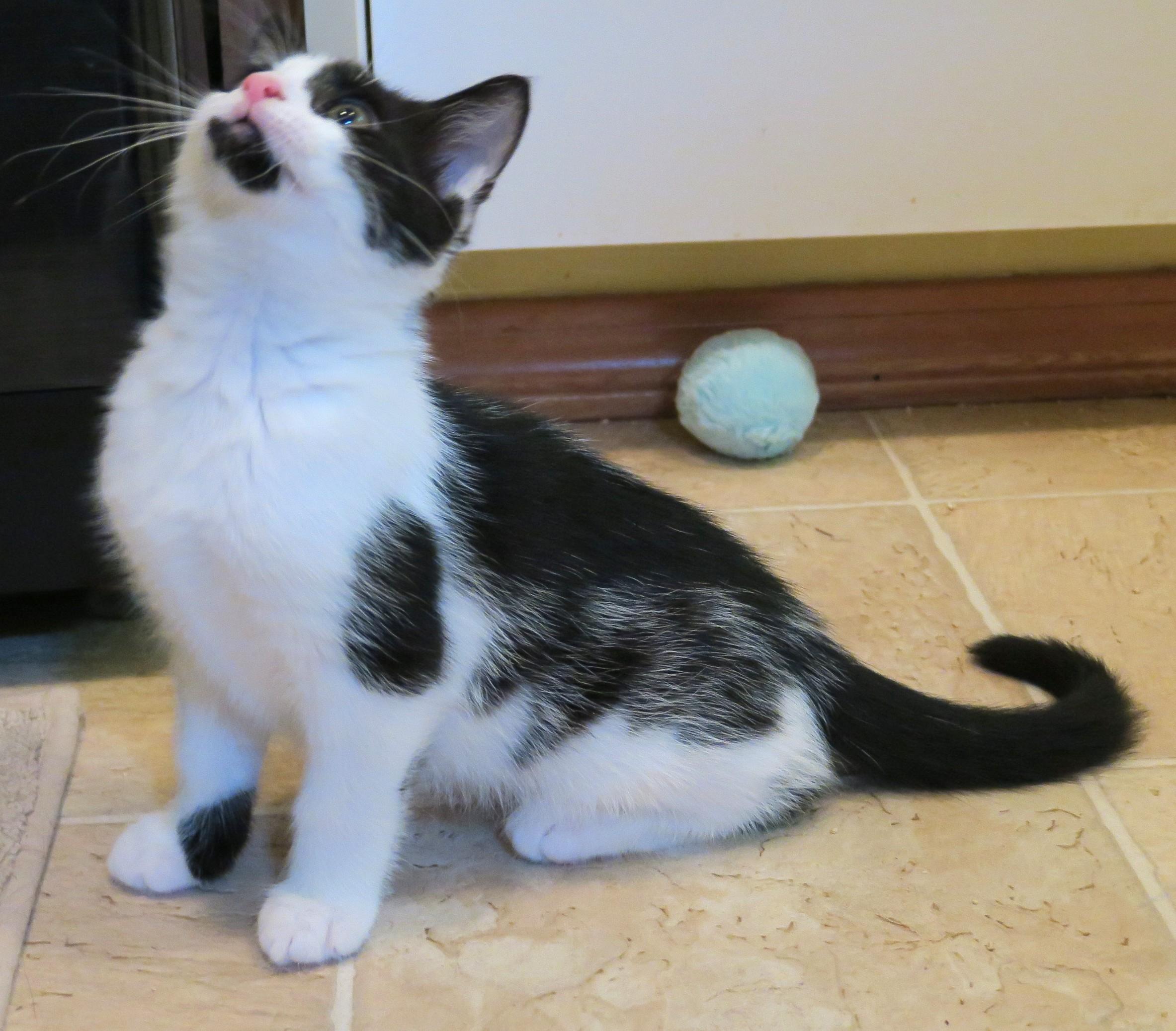 Little Miss Sunshine, a ADOPTABLE mixed breed in Bow, WA image 5/6