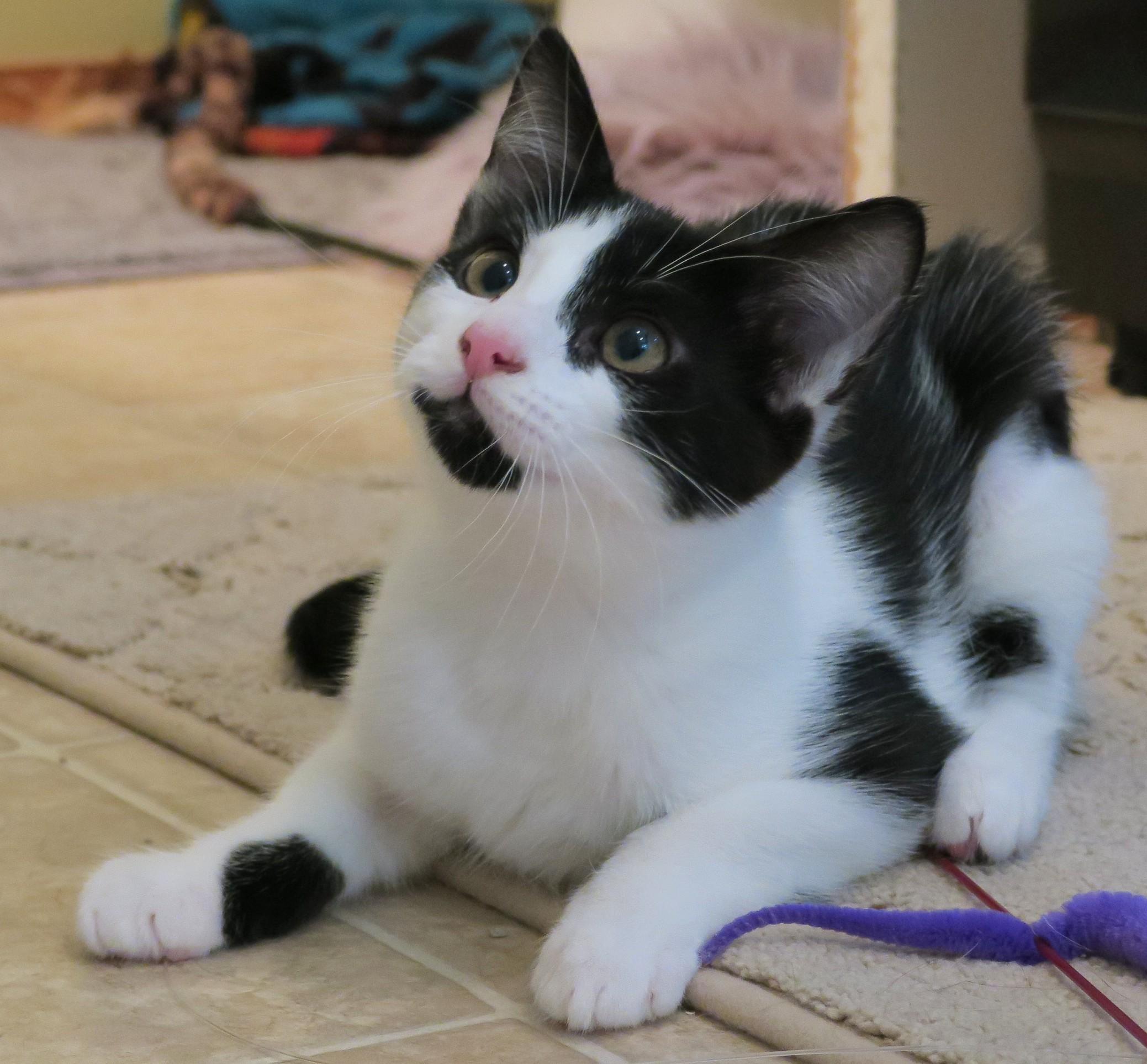 Little Miss Sunshine, a ADOPTABLE mixed breed in Bow, WA image 2/6