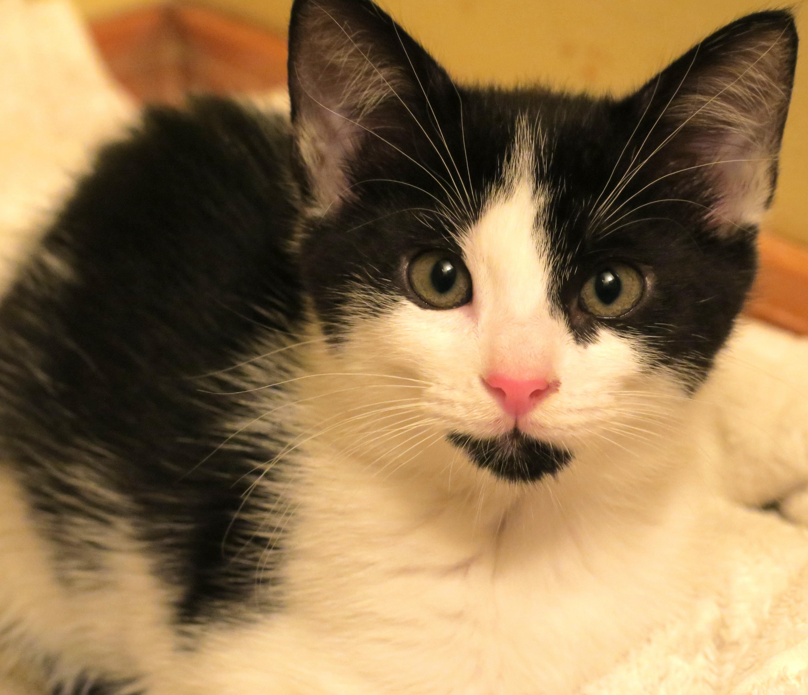 Little Miss Sunshine, a ADOPTABLE mixed breed in Bow, WA image 6/6