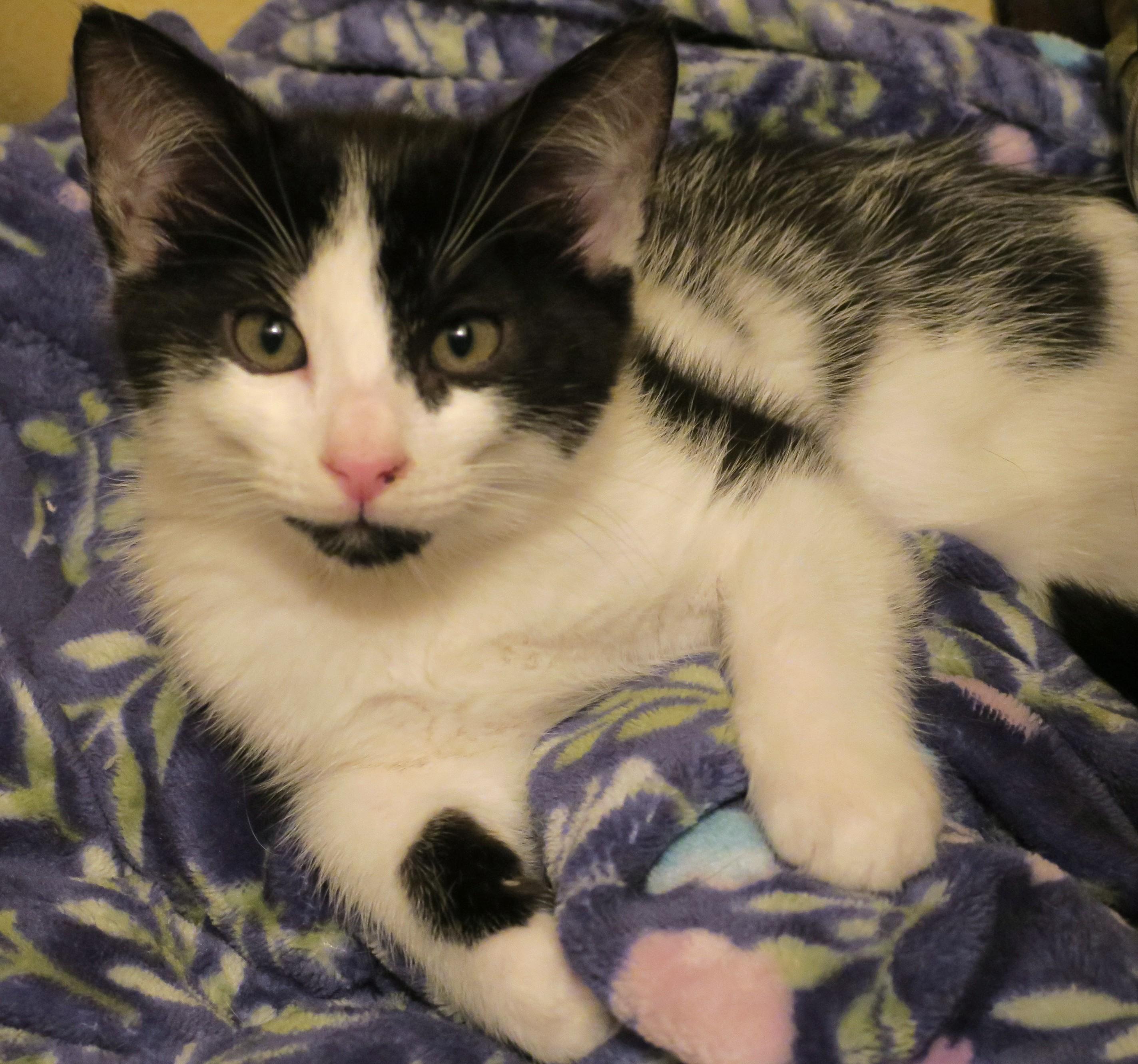 Little Miss Sunshine, a ADOPTABLE mixed breed in Bow, WA image 4/6