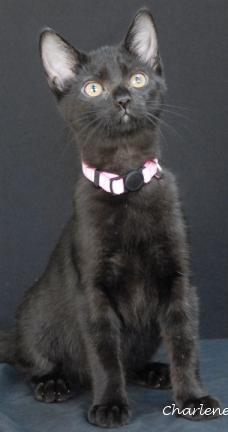 Enlarge Yarrow, a Adoptable mixed breed in Newland, NC image 1/1