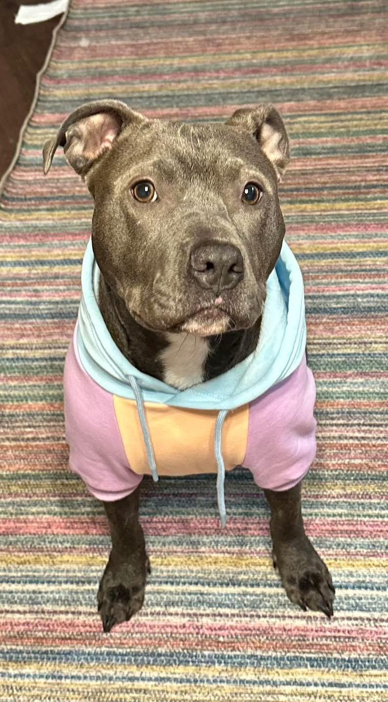 Enlarge BEY, a Adoptable Pit Bull Terrier in Benbrook, TX image 5/6