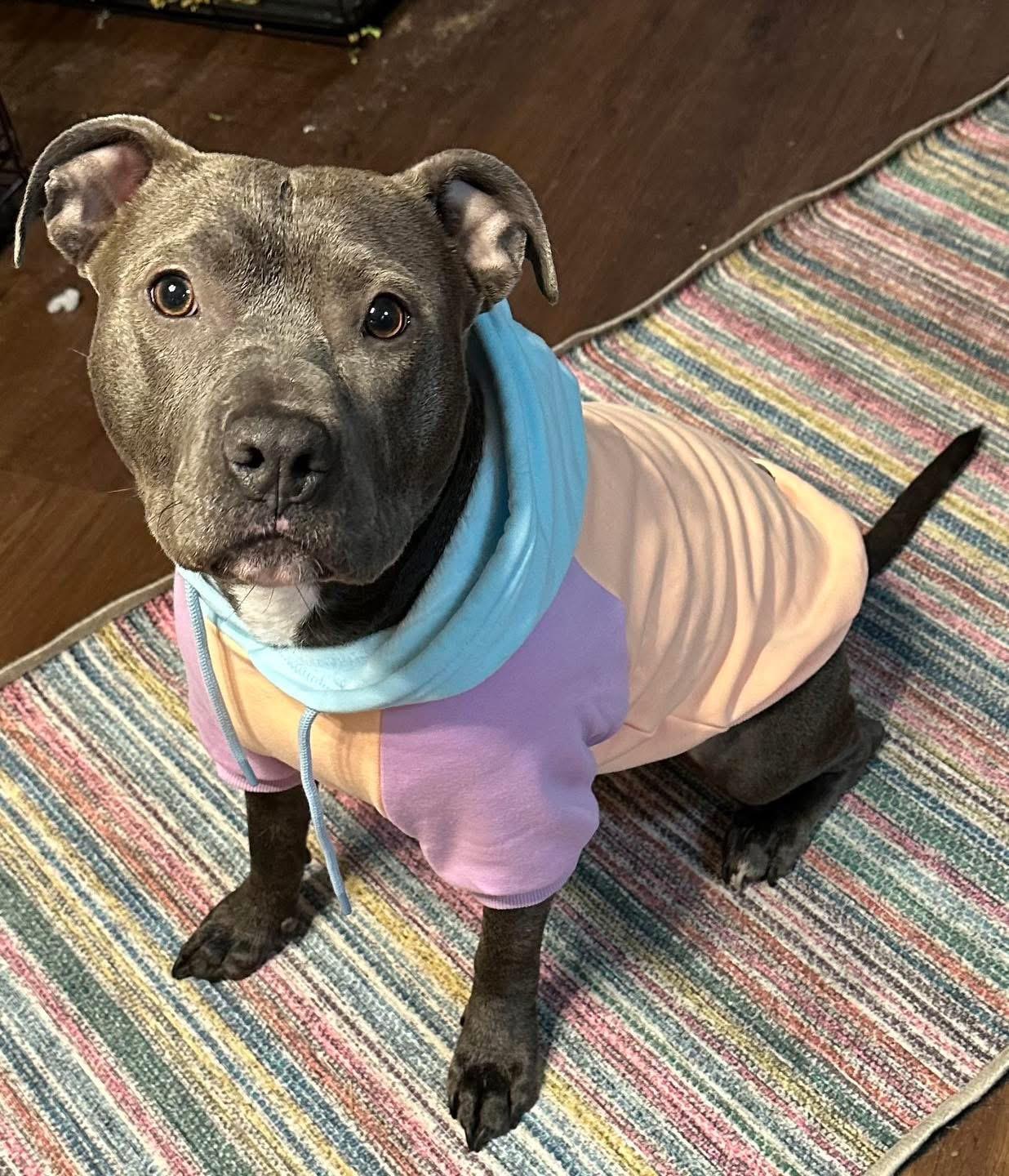 Enlarge BEY, a Adoptable Pit Bull Terrier in Benbrook, TX image 6/6