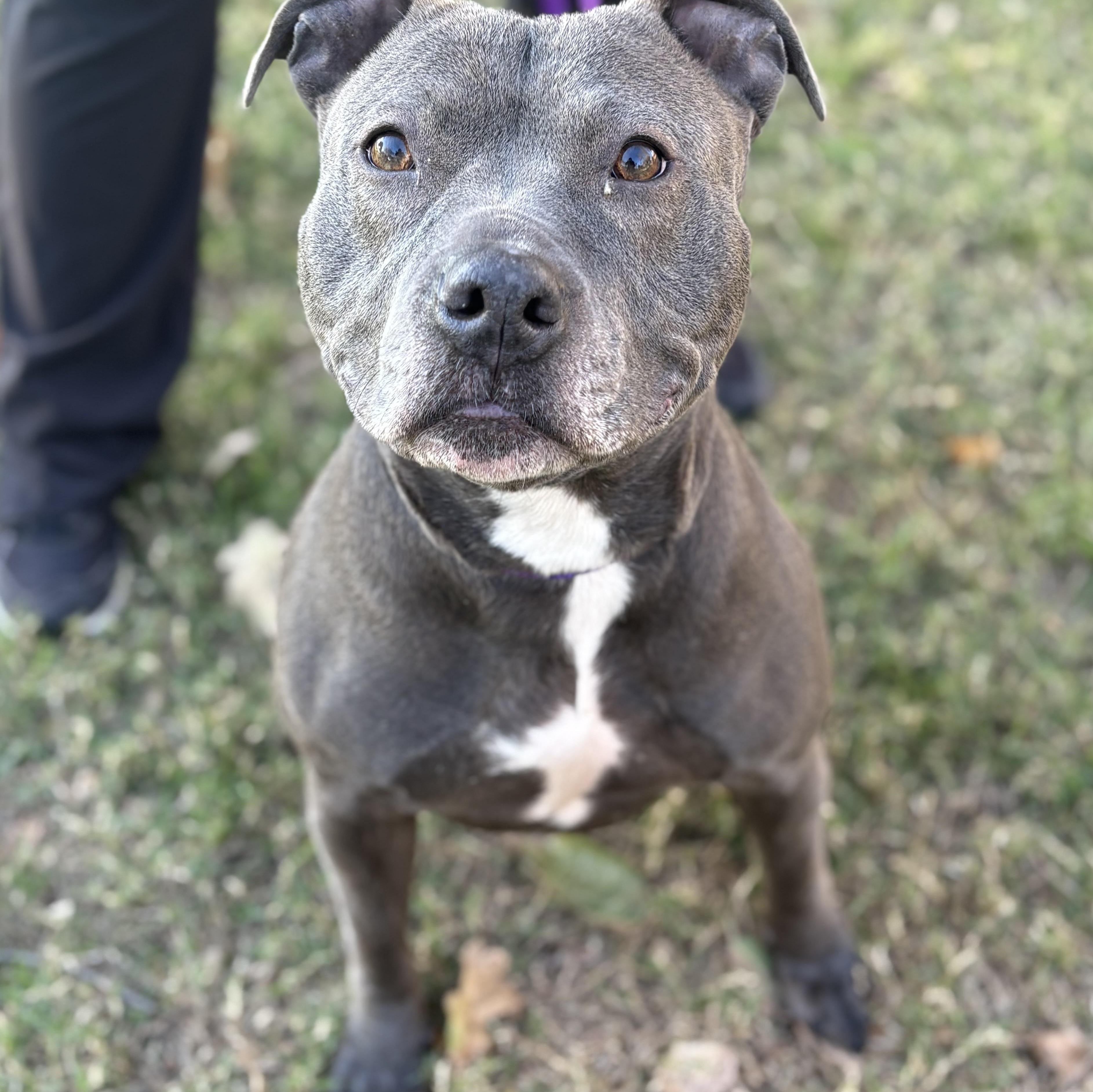 BEY, Adoptable, Adult Female Pit Bull Terrier.