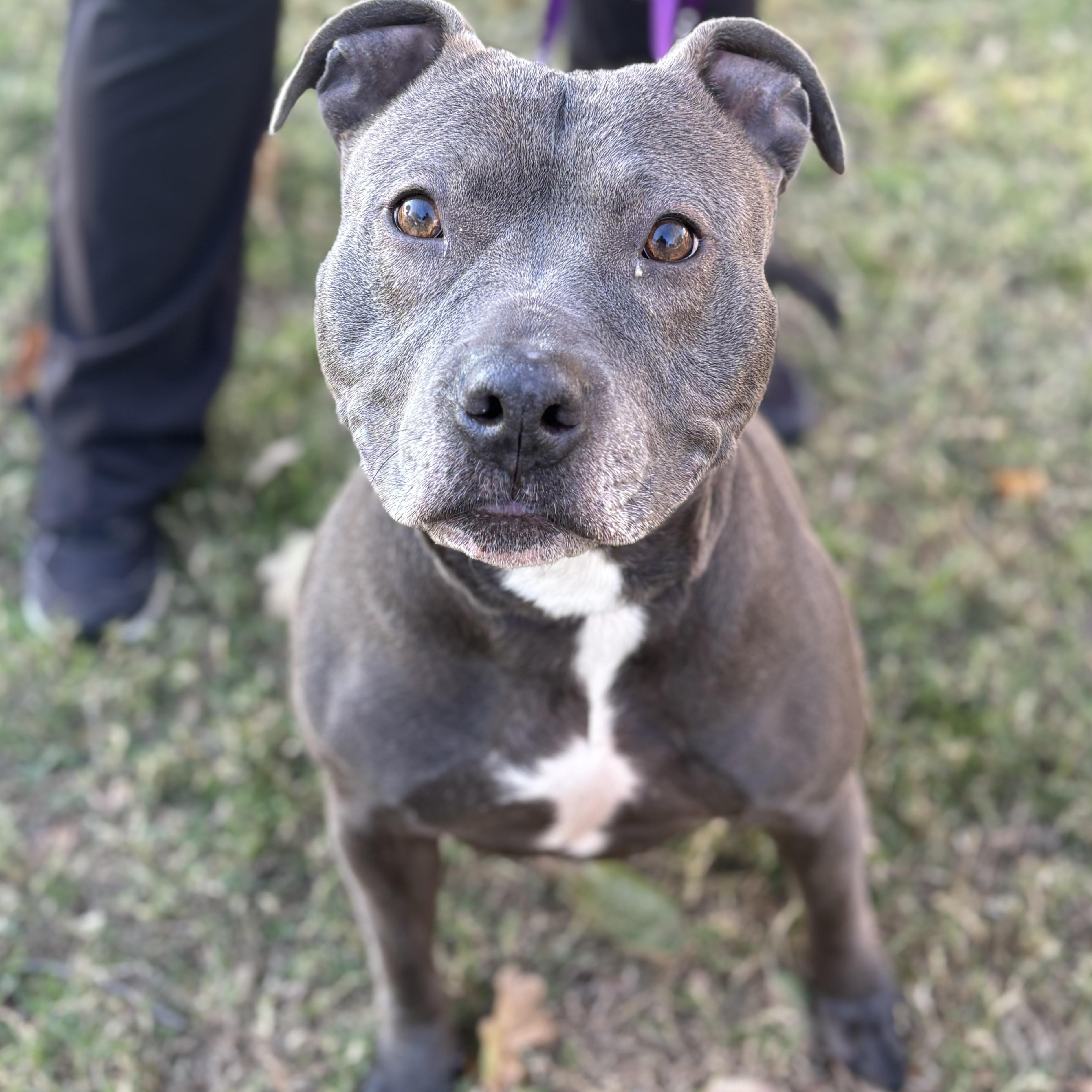 Enlarge BEY, a Adoptable Pit Bull Terrier in Benbrook, TX image 3/6