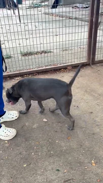 Enlarge BEY, a Adoptable Pit Bull Terrier in Benbrook, TX video 4/6