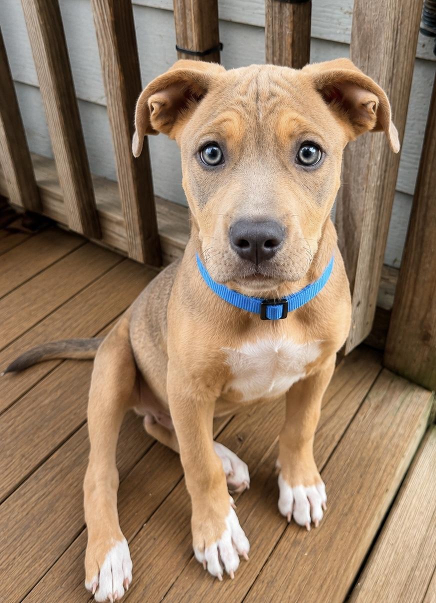 Turbo, an adopted mixed breed in Chickamauga, GA image 6/6