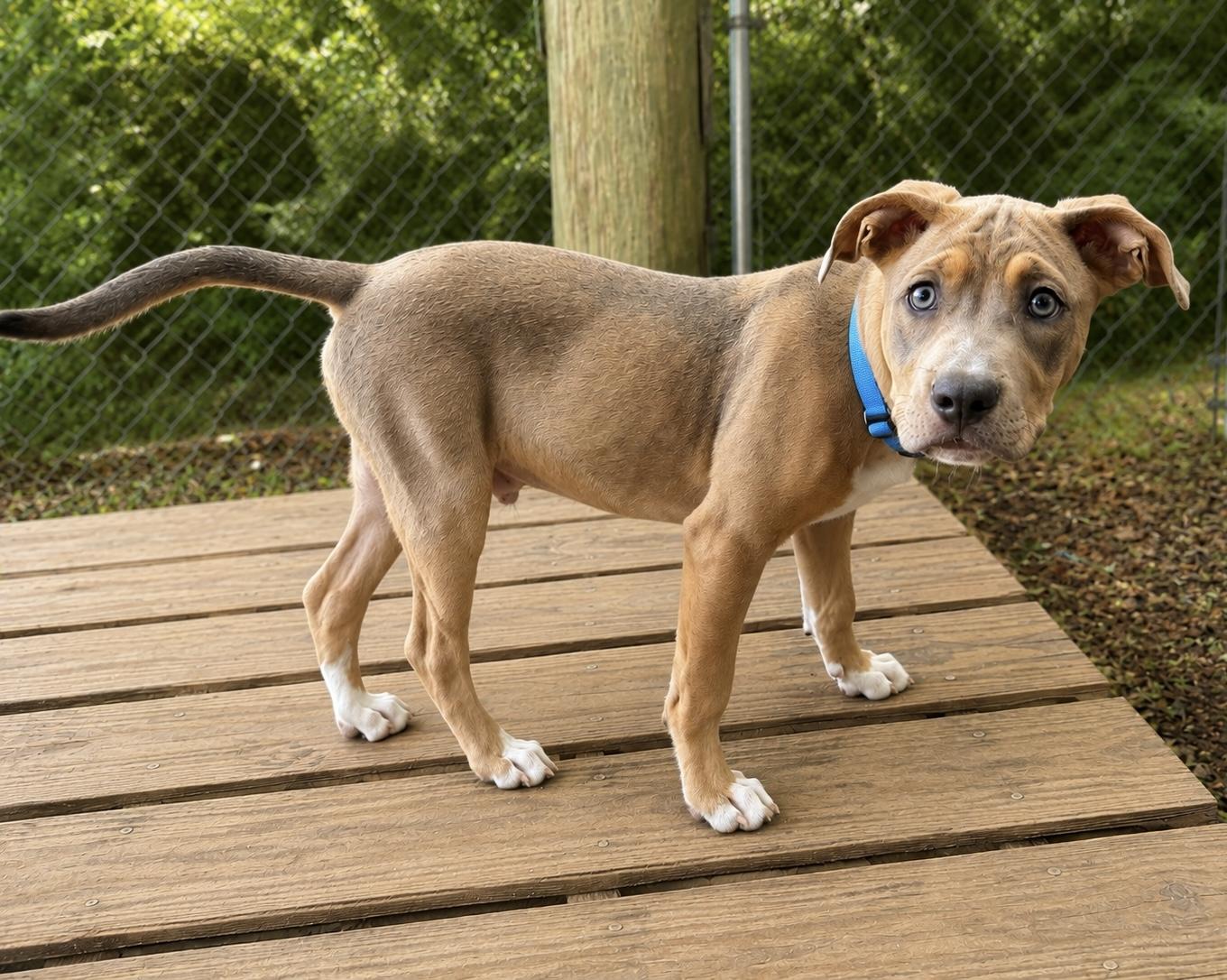 Turbo, an adopted mixed breed in Chickamauga, GA image 5/6