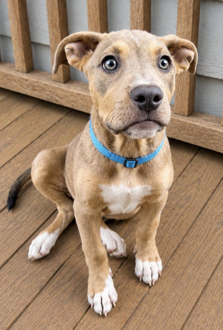 Turbo, an adopted mixed breed in Chickamauga, GA image 4/6