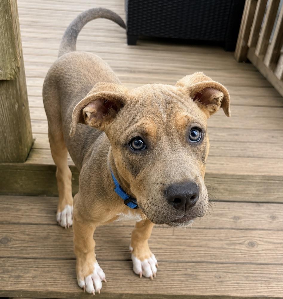 Turbo, an adopted mixed breed in Chickamauga, GA image 3/6