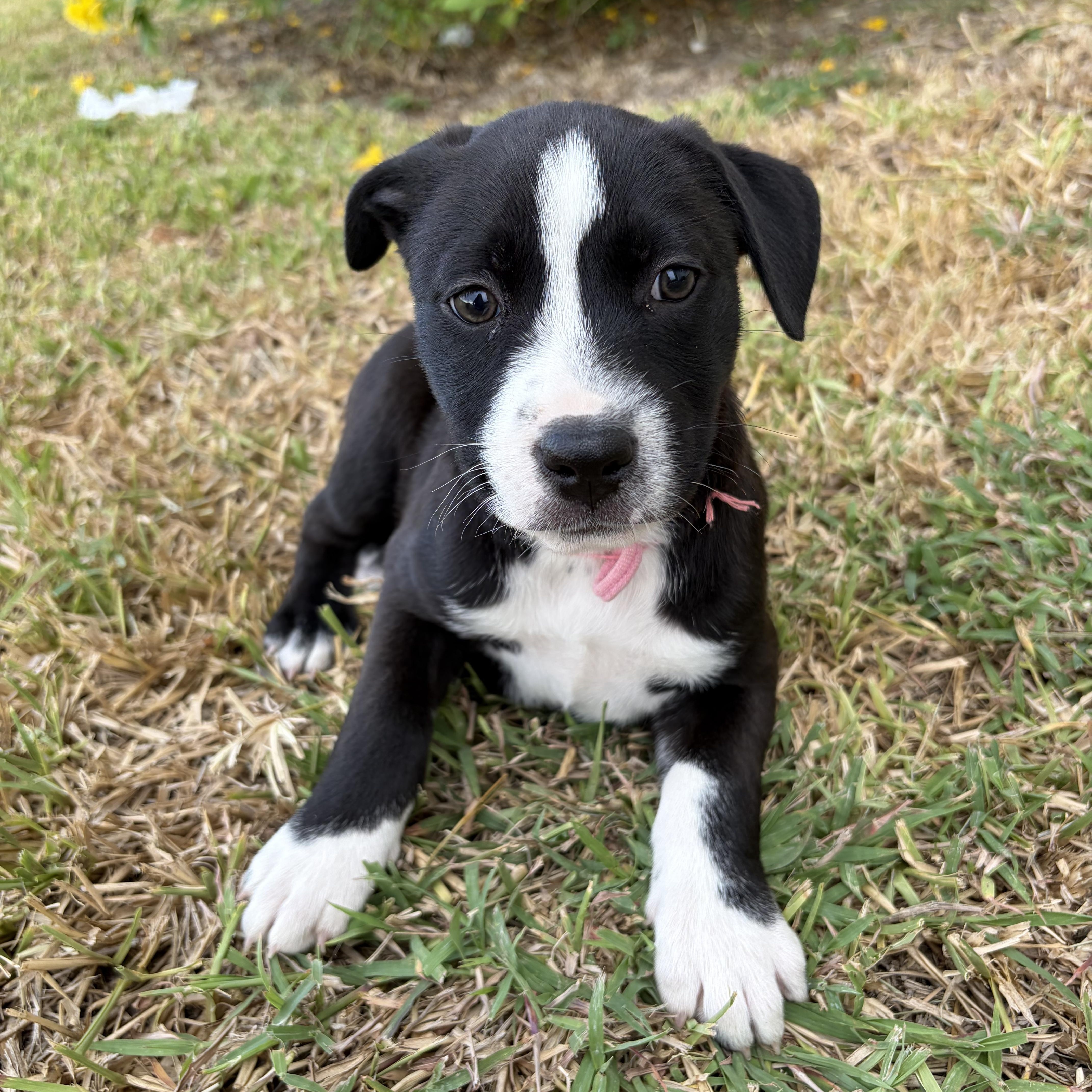 Enlarge Feta, a Adoptable mixed breed in Minneapolis , MN image 2/2