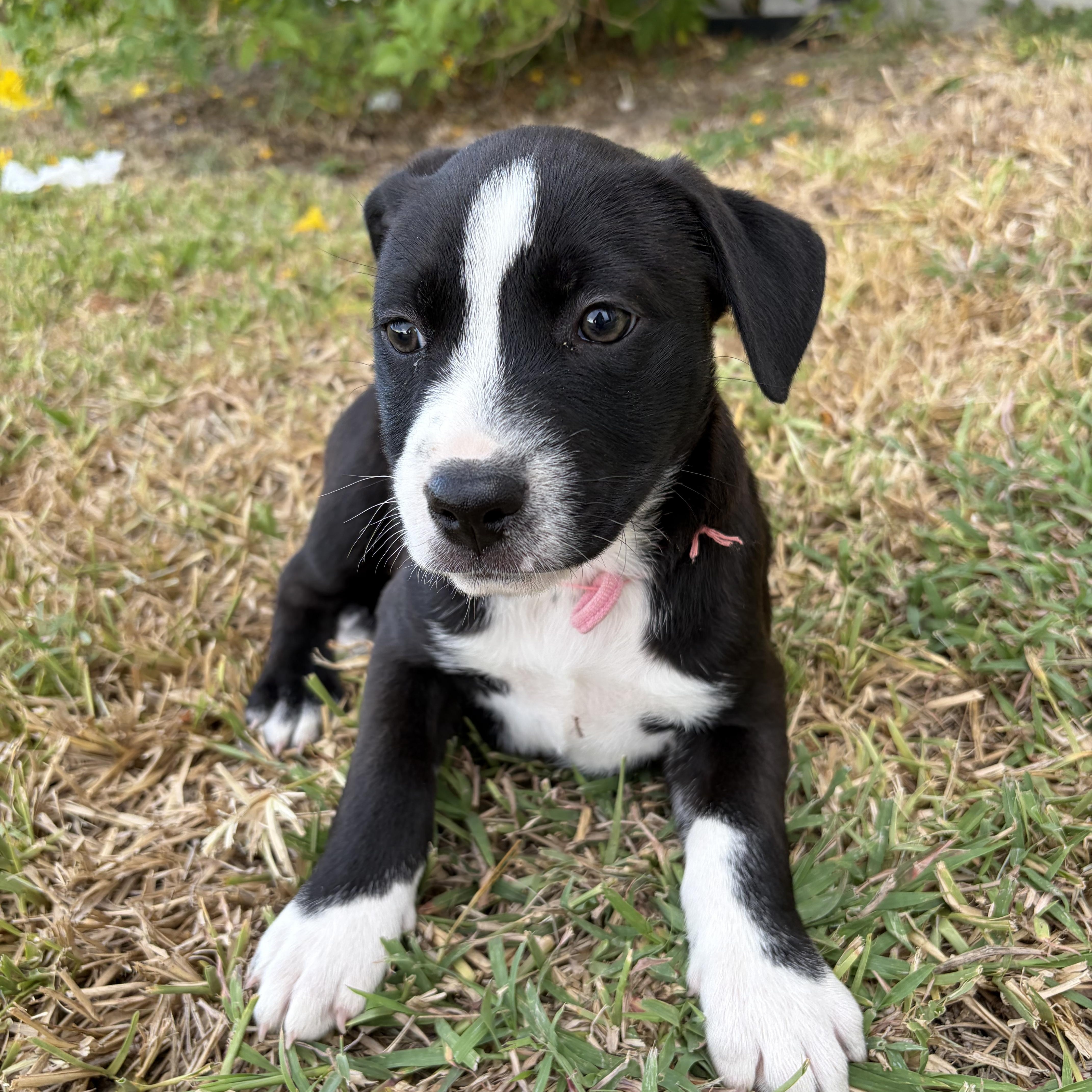 Enlarge Feta, a Adoptable mixed breed in Minneapolis , MN image 1/2