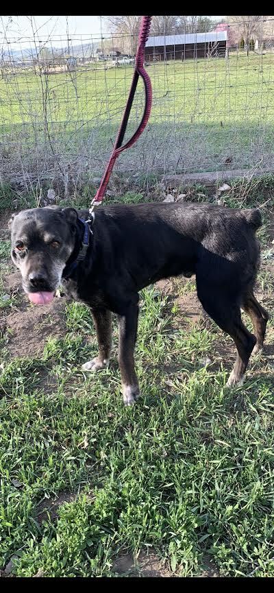 Doc, Adopted, Adult Male Labrador Retriever.