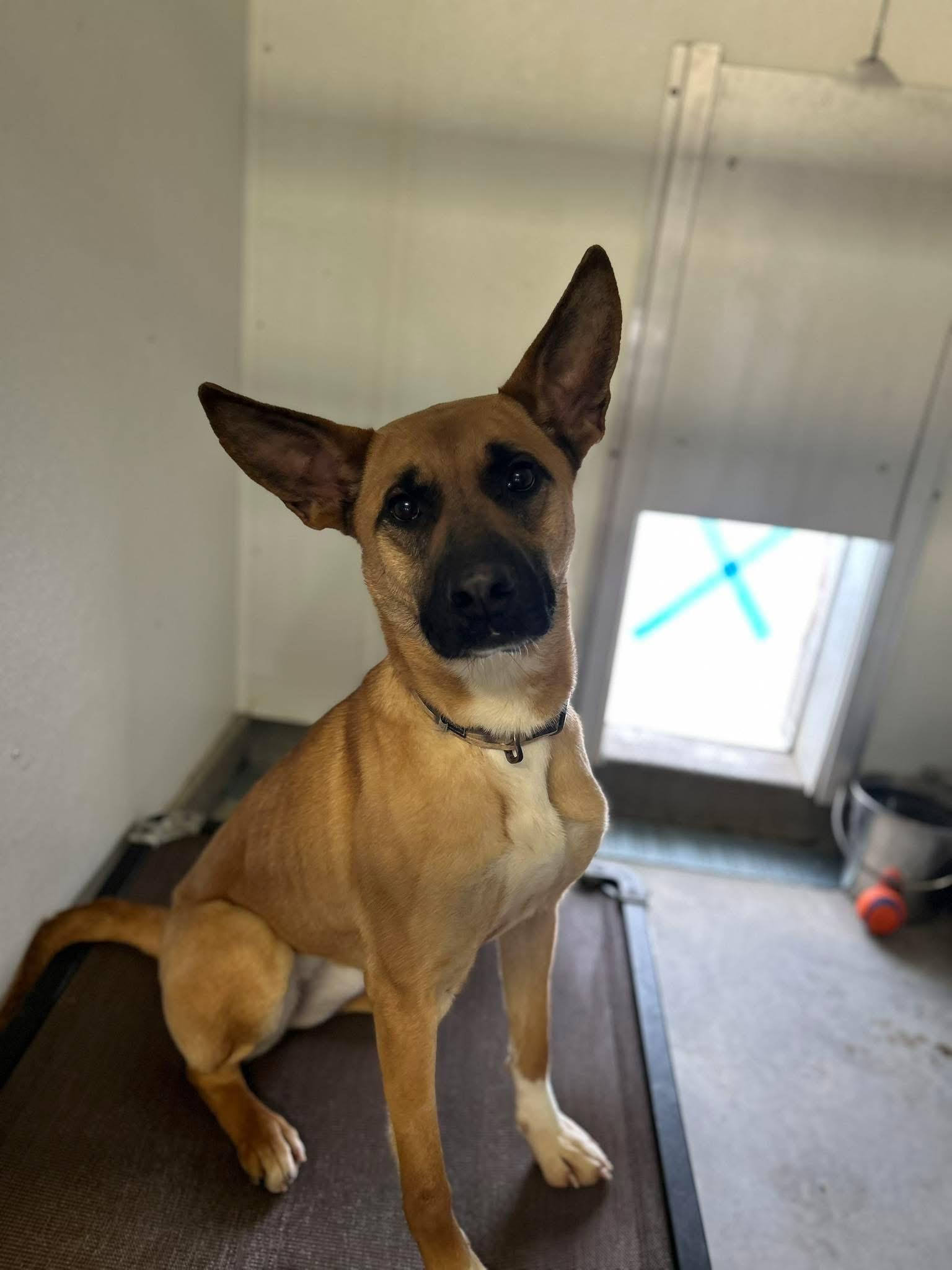 Vega , adopted, Adult Female German Shepherd Dog.