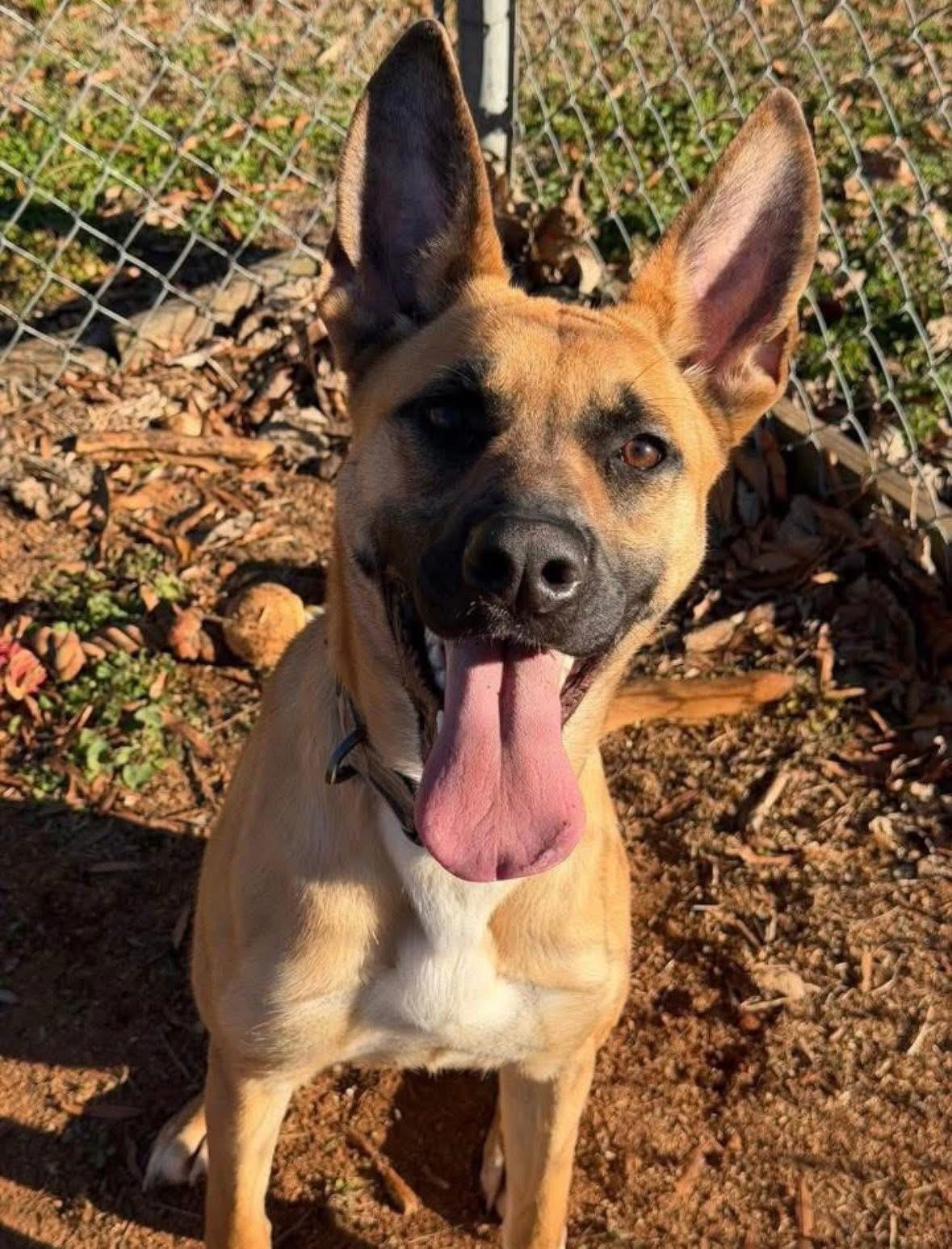 Enlarge Vega , an adopted mixed breed in Howes Cave, NY image 3/3