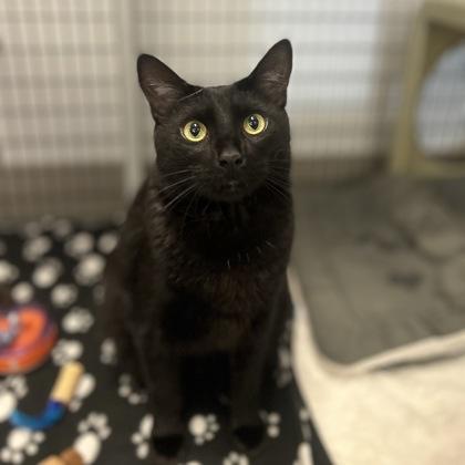 Kroger, Adoptable, Adult Male Domestic Short Hair & Domestic Short Hair.