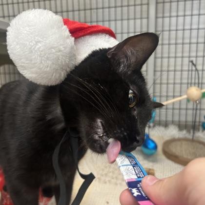 Enlarge Kroger, a Adoptable mixed breed in Carrollton, TX image 1/3