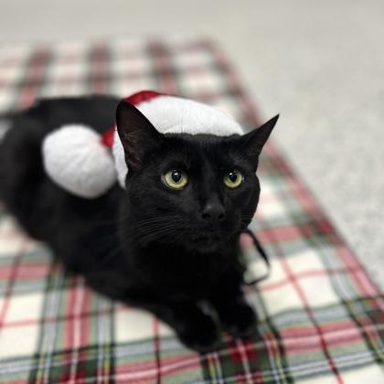 Enlarge Kroger, a Adoptable mixed breed in Carrollton, TX image 2/3