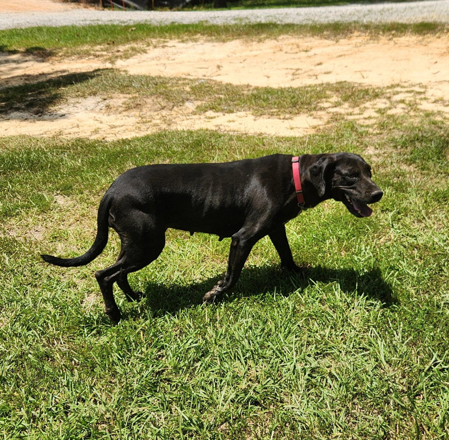 Penny, Adoptable, Adult Female Labrador Retriever & Great Dane.