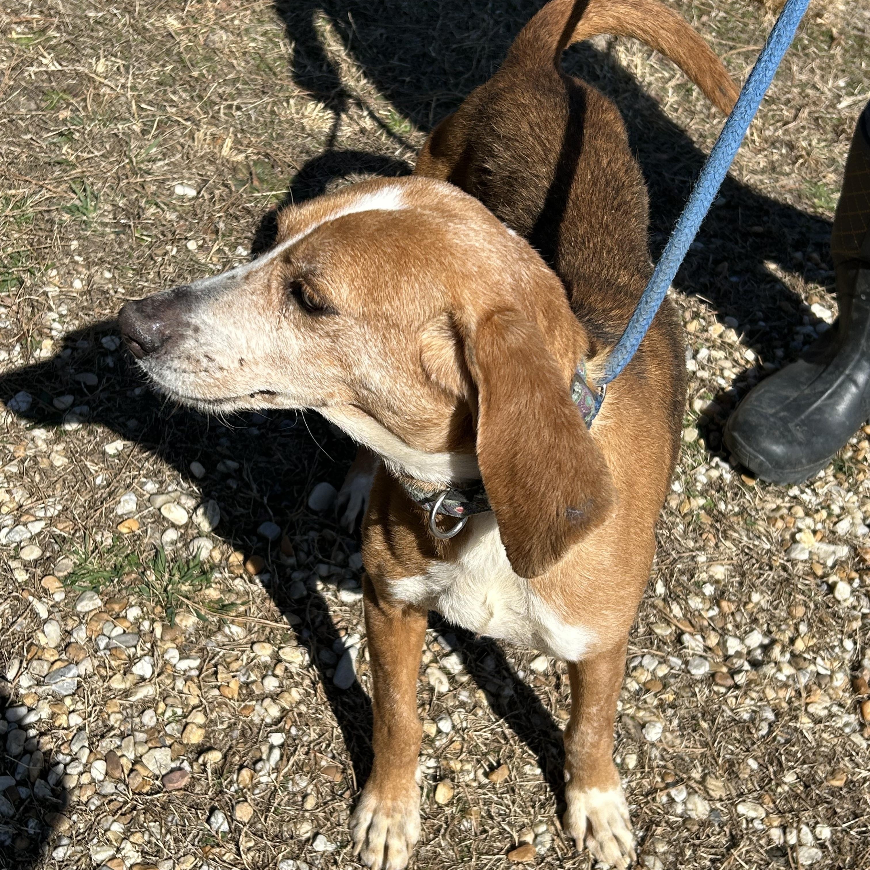 Enlarge Tessa, a Adoptable Hound in Charles City, VA image 1/5