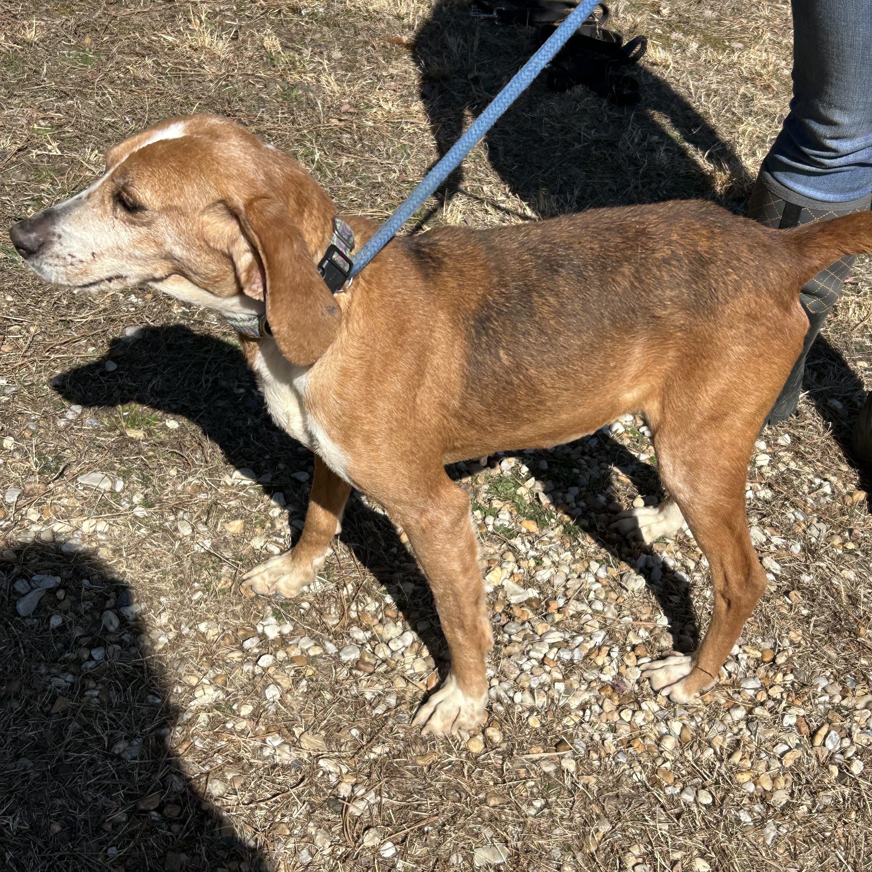 Enlarge Tessa, a Adoptable Hound in Charles City, VA image 2/5