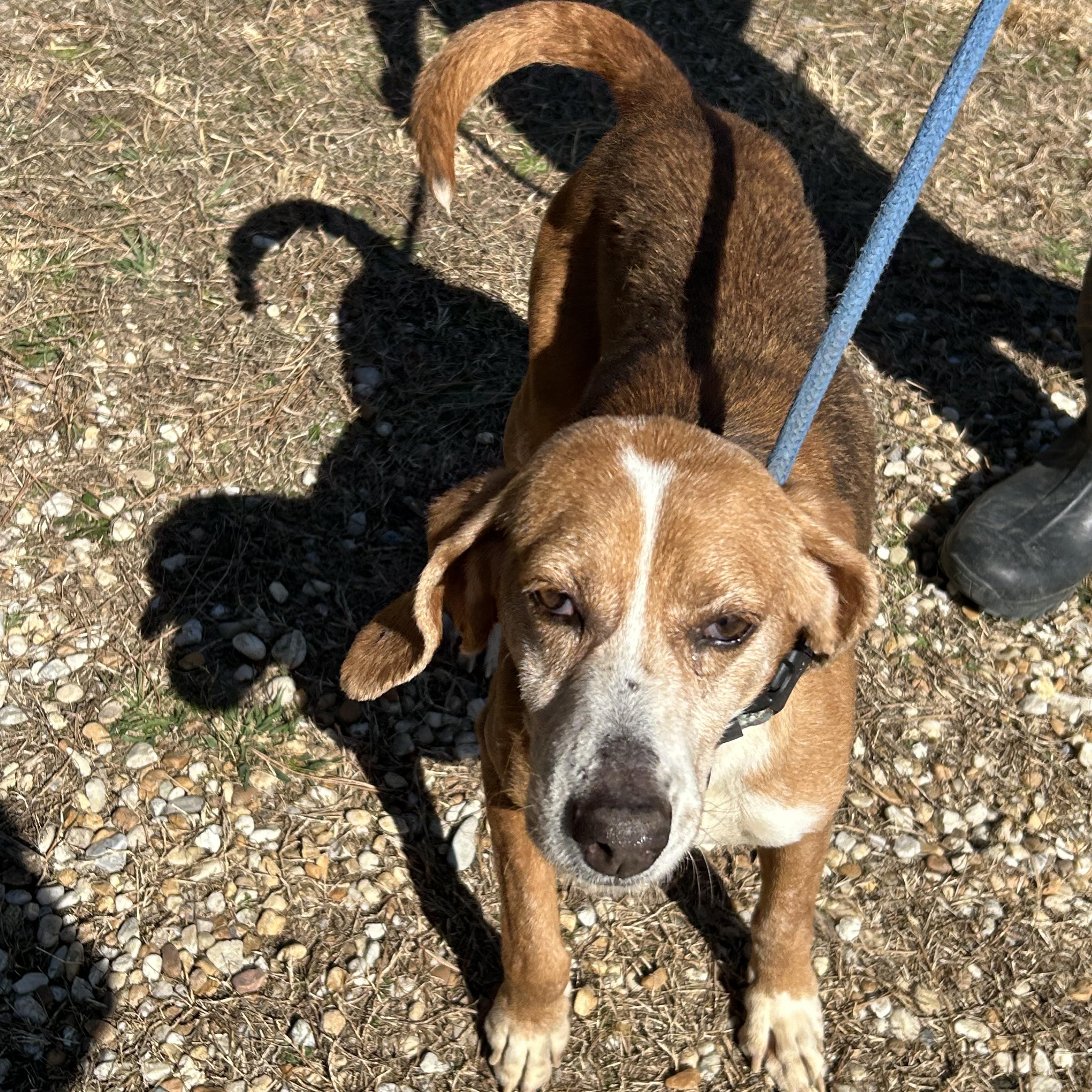 Enlarge Tessa, a Adoptable Hound in Charles City, VA image 3/5