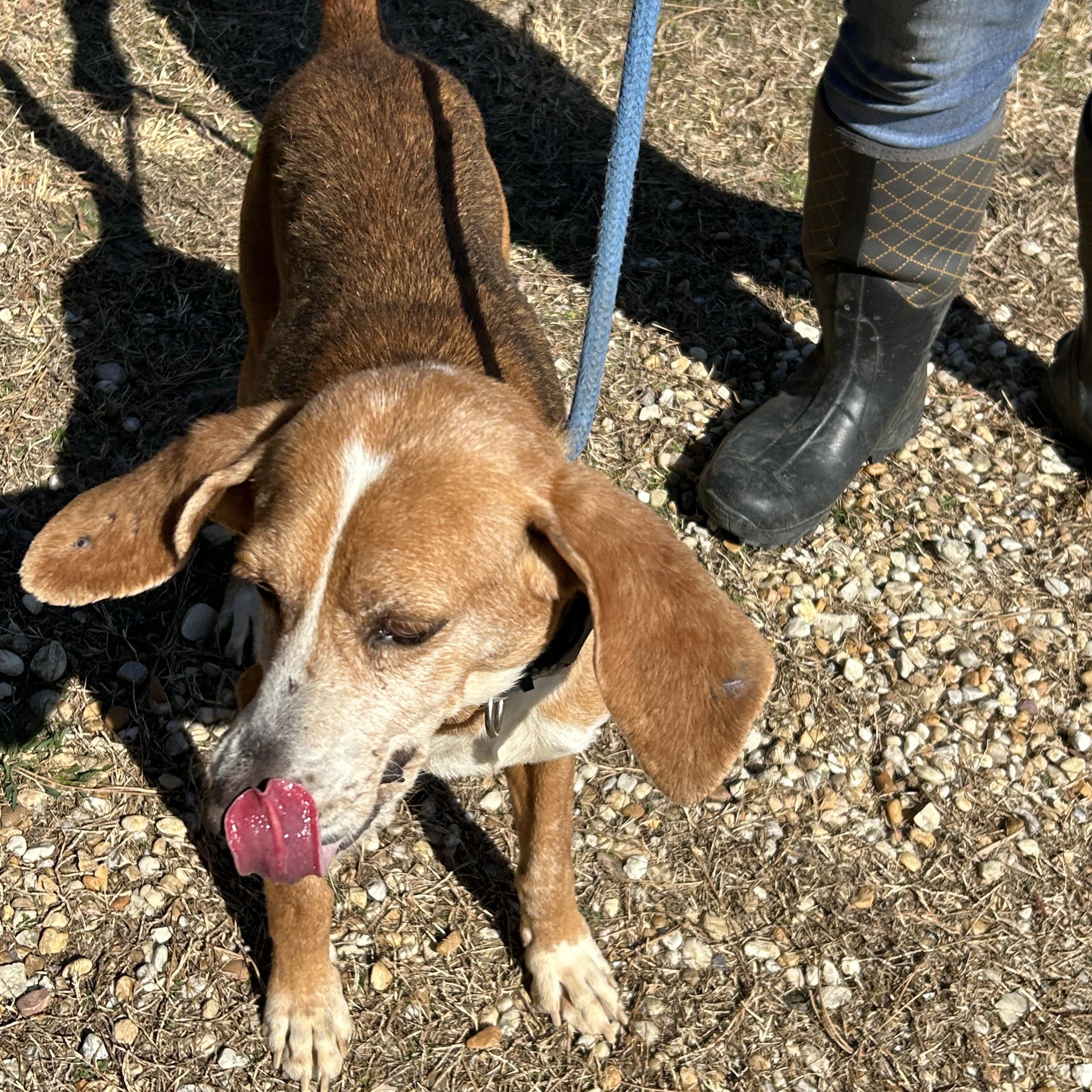 Enlarge Tessa, a Adoptable Hound in Charles City, VA image 4/5