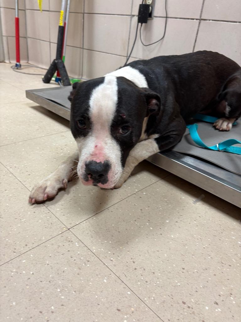 Enlarge Andrew, a Adoptable Mixed Breed in Bossier City, LA image 1/2