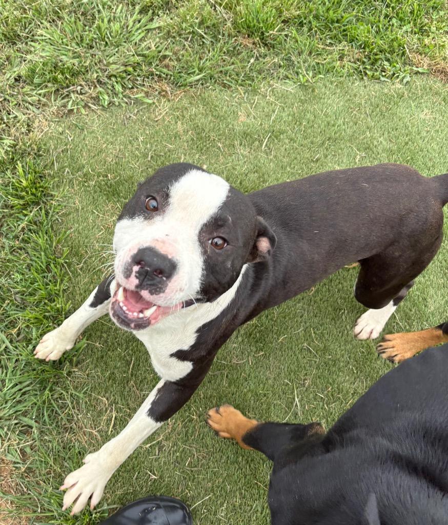 Enlarge Andrew, a Adoptable Mixed Breed in Bossier City, LA image 2/2