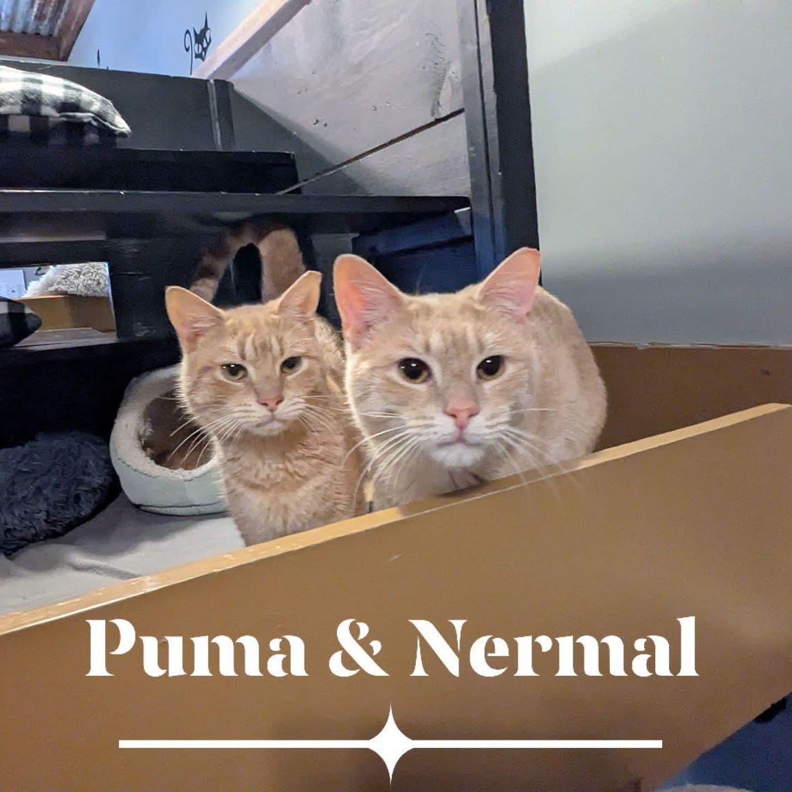 PUMA, ADOPTABLE, Adult Male Domestic Short Hair.