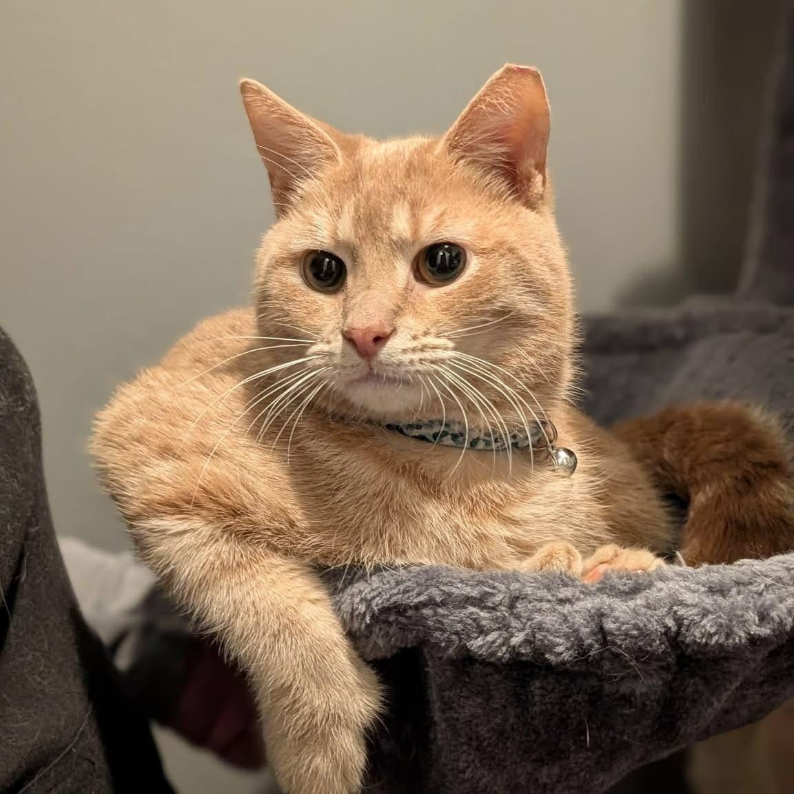 Enlarge PUMA, a ADOPTABLE Domestic Short Hair in Schnecksville, PA image 2/2