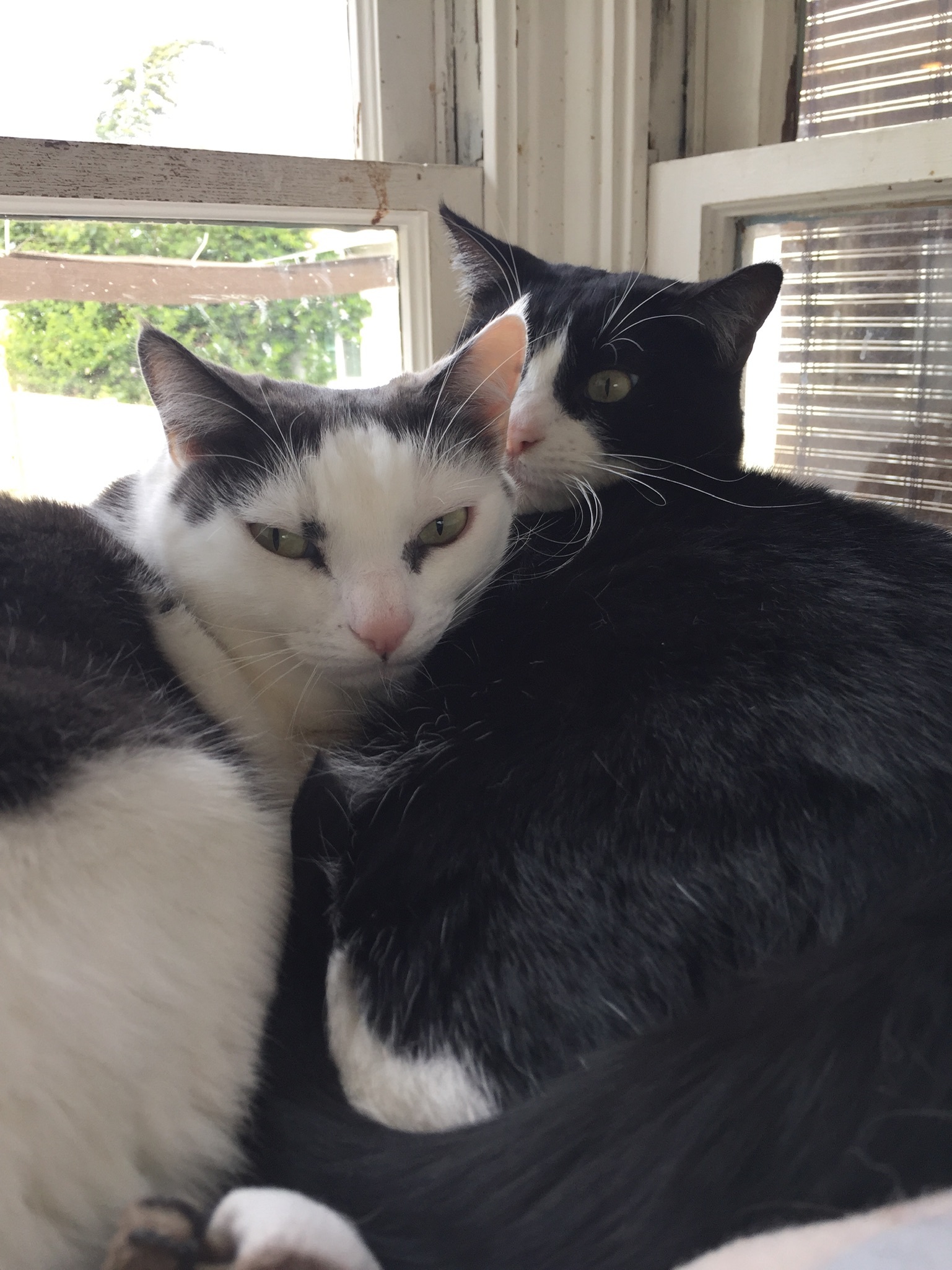 Scarlett, a Adoptable Tuxedo in Midway City, CA image 1/6